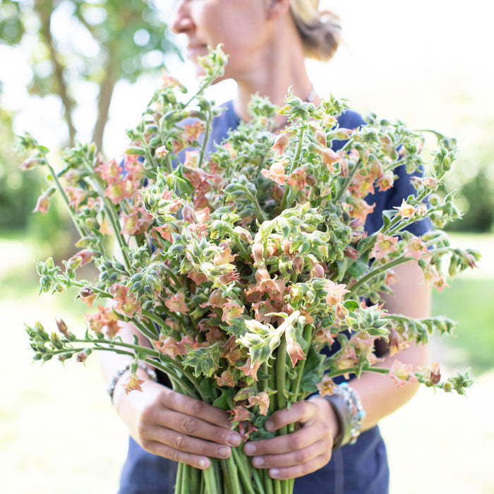A handful of Flowering Tobacco Peach Screamer