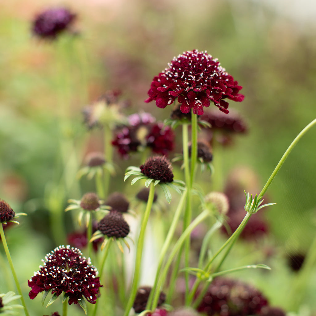 Pincushion Flower Black Knight Floret Flower Farm