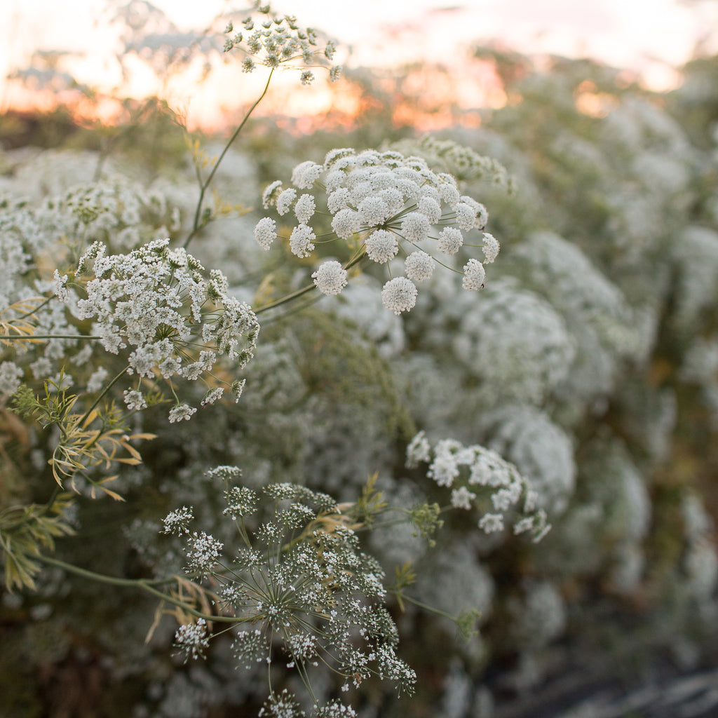 How to Grow Queen Anne's Lace Flowers. Queen Annes Lace Plants.