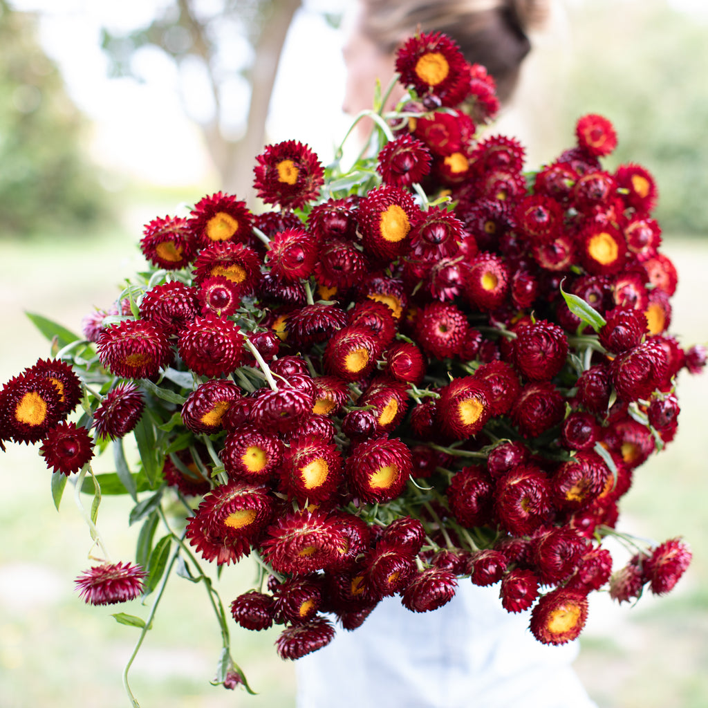 Strawflower Copper Red – Floret Flower Farm