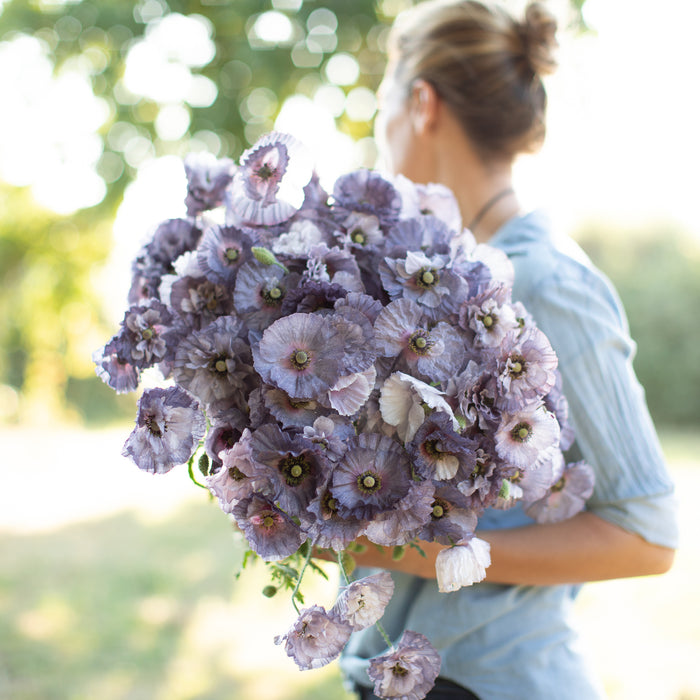 An armload of Shirley Poppy Amazing Grey
