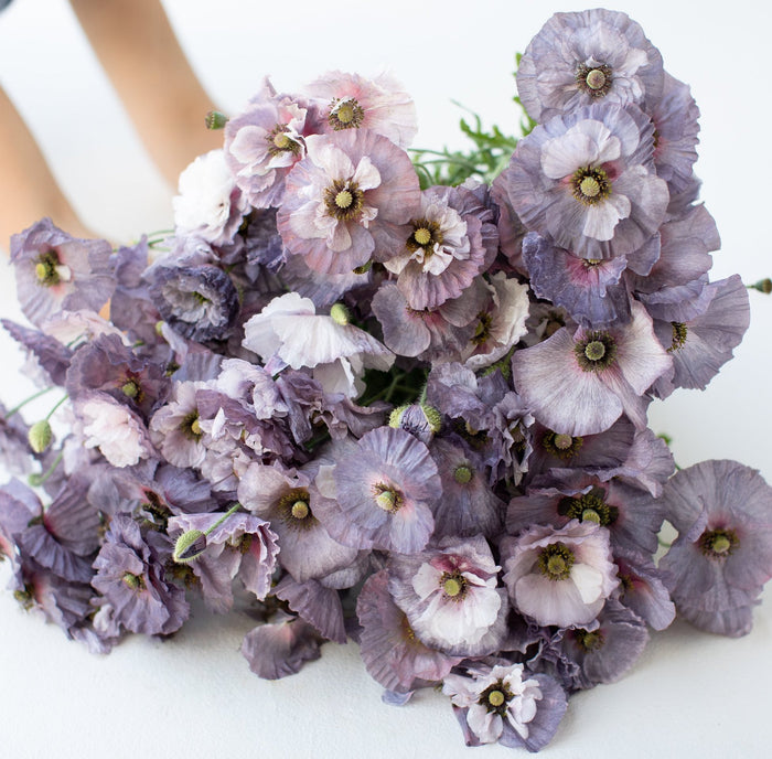 A handful of Shirley Poppy Amazing Grey