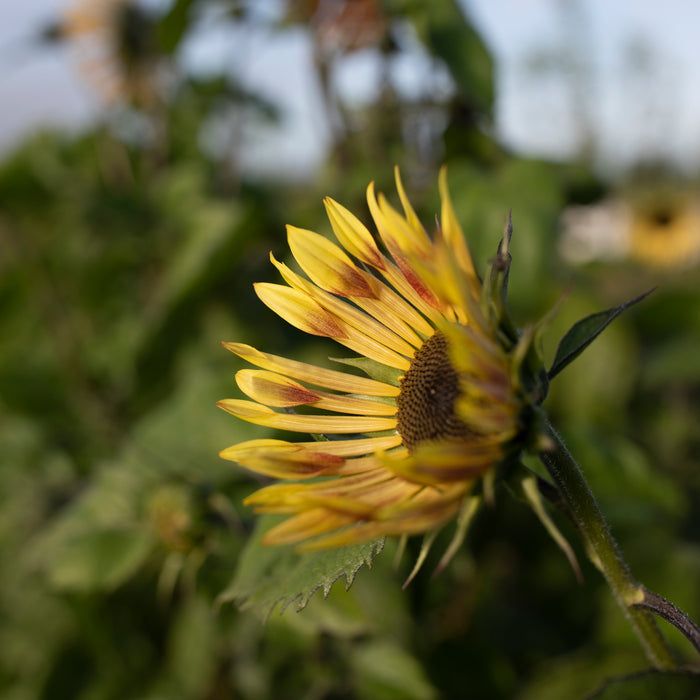 A close up of Sunflower Sparky
