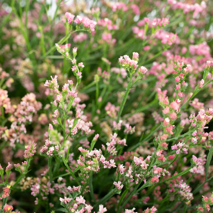 Statice Sunset Mix growing in the field