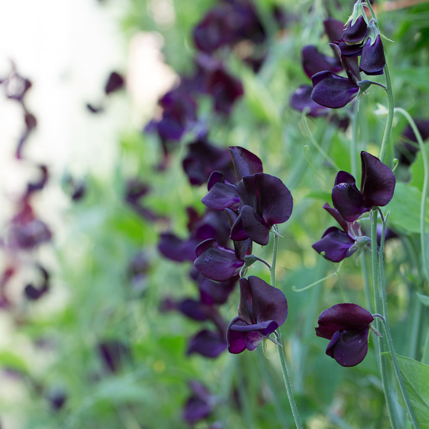 Sweet Pea - Africa Imports