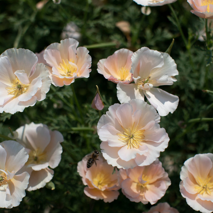 An overhead of California Poppy Thai Silk Pink Champagne