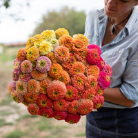 An armload of Zinnia Unicorn Mix