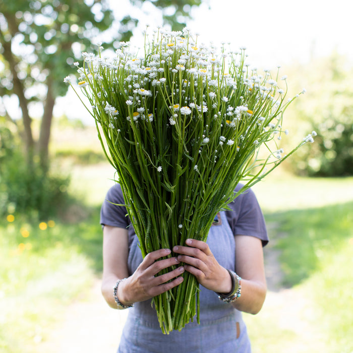 A handful of Winged Everlasting