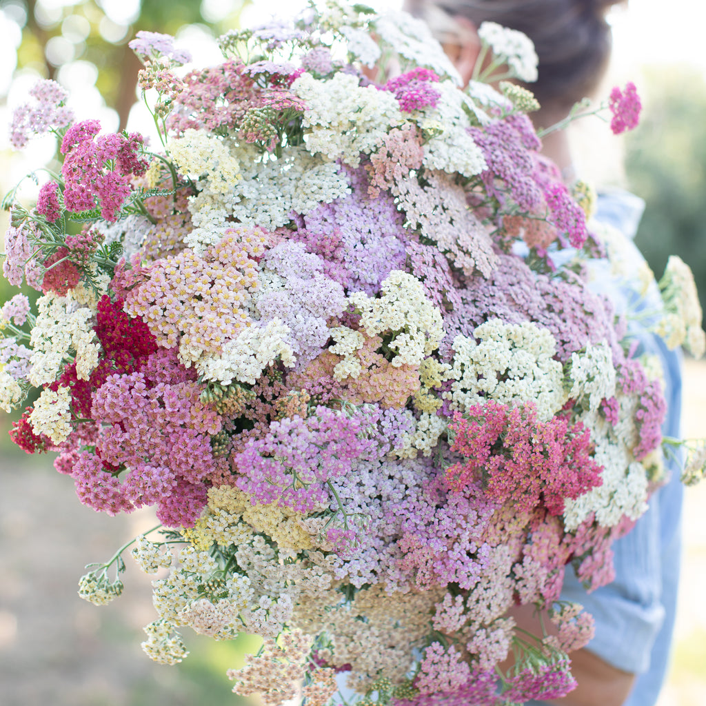 Yarrow Summer Berries Floret Flower Farm