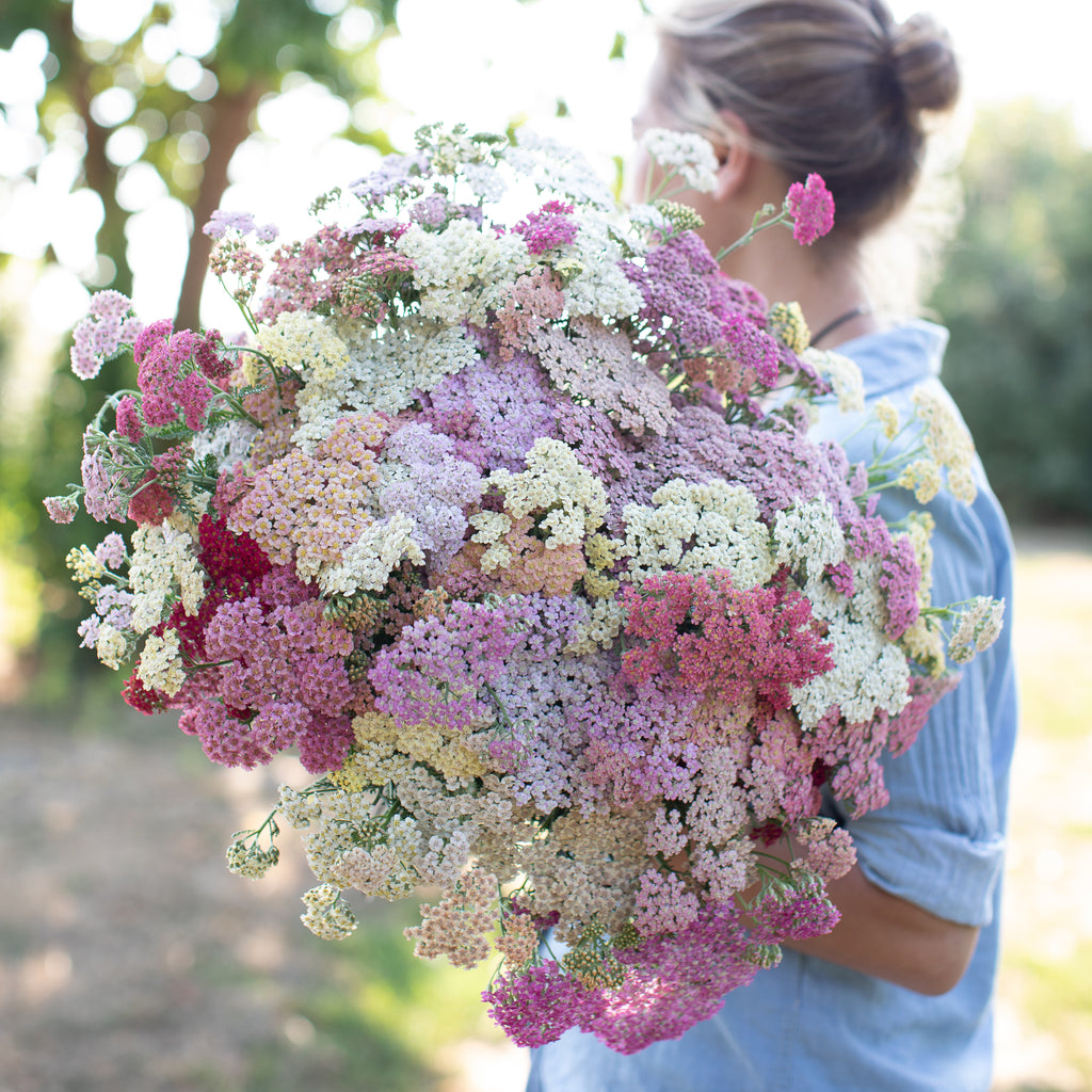Yarrow Summer Berries Floret Flower Farm