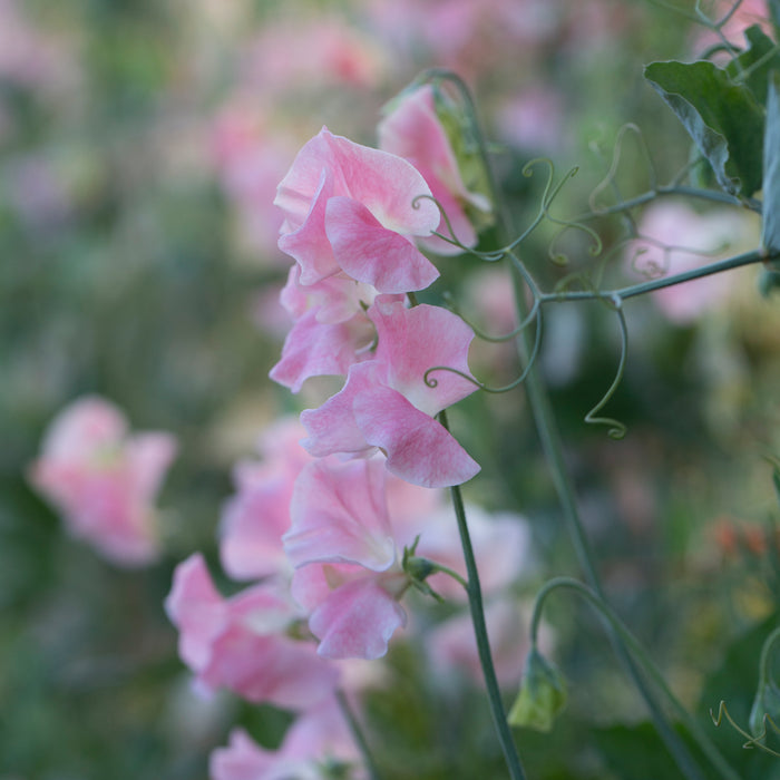A close up of Sweet Pea Yvette Ann