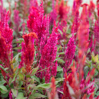 Celosia Autumn Blaze growing in the field