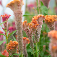 A close up of Celosia Coral Reef