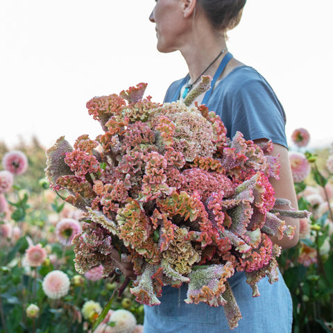 An armload of Celosia Dusty Rose
