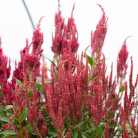 Celosia Glowing Embers growing in the field
