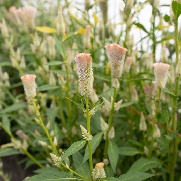 Celosia Pink Chenille growing in the field