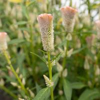 A close up of Celosia Pink Chenille