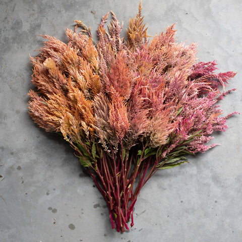 An overhead of Celosia Rose Gold