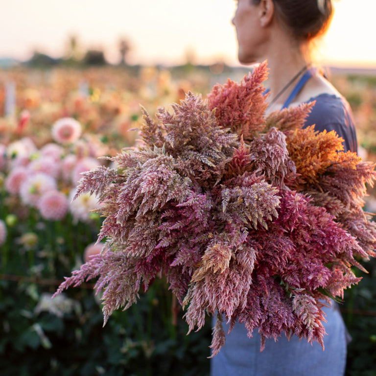 An armload of Celosia Rose Gold