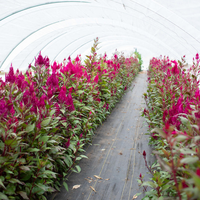 Celosia Sangria Mix growing in the field