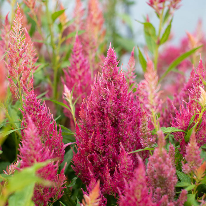 Celosia Summer Sherbet – Floret Flower Farm