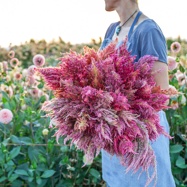 An armload of Celosia Summer Sherbet