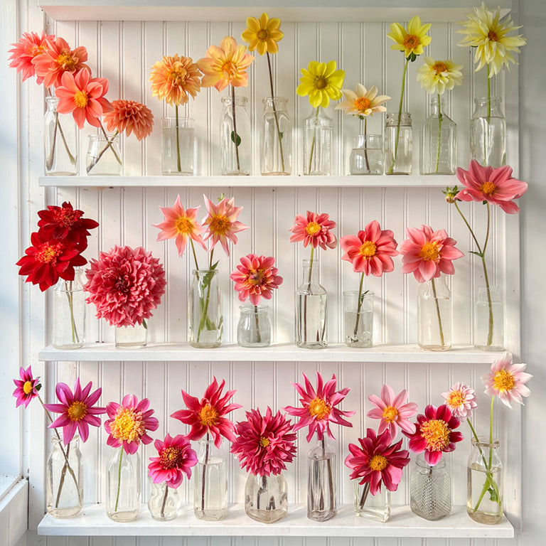 Dahlia - Brilho Duplo - – Garden Seeds Market