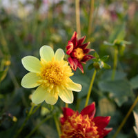 Dahlia Cancan Girls growing in the field