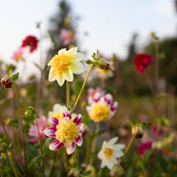 Dahlia Cancan Girls growing in the field