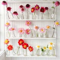 Studio shelf filled with blooms from Dahlia Cancan Girls