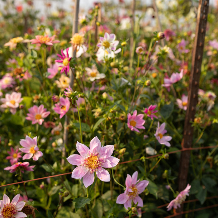 Dahlia Petite Florets growing in the field