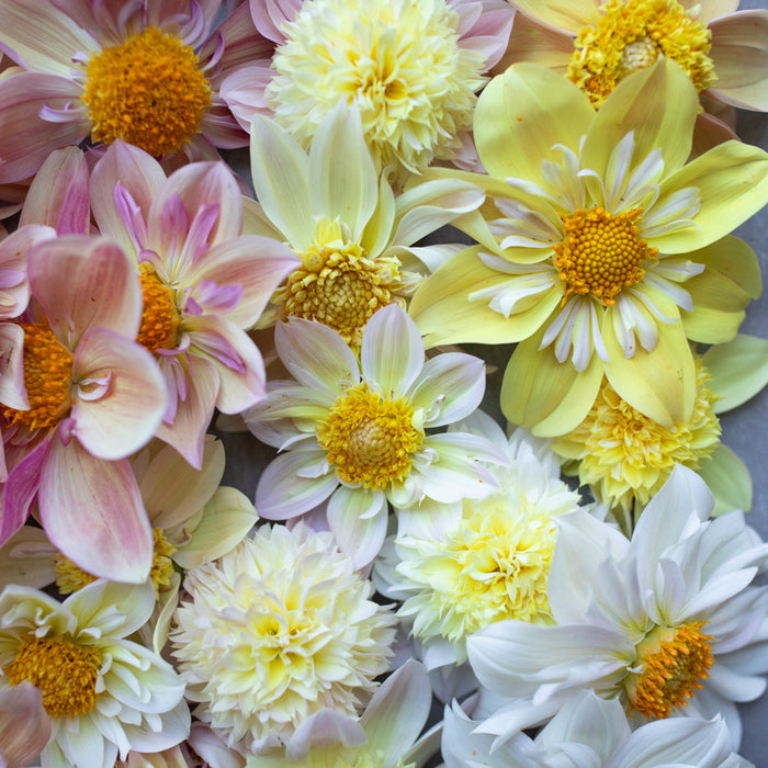 A close up of Dahlia Petite Florets