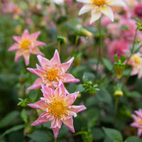 Dahlia Shooting Stars growing in the field