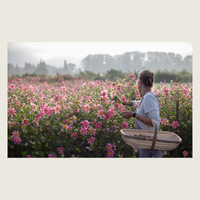 A photo of Erin Benzakein harvesting dahlia seed heads from Bloom to Seed.