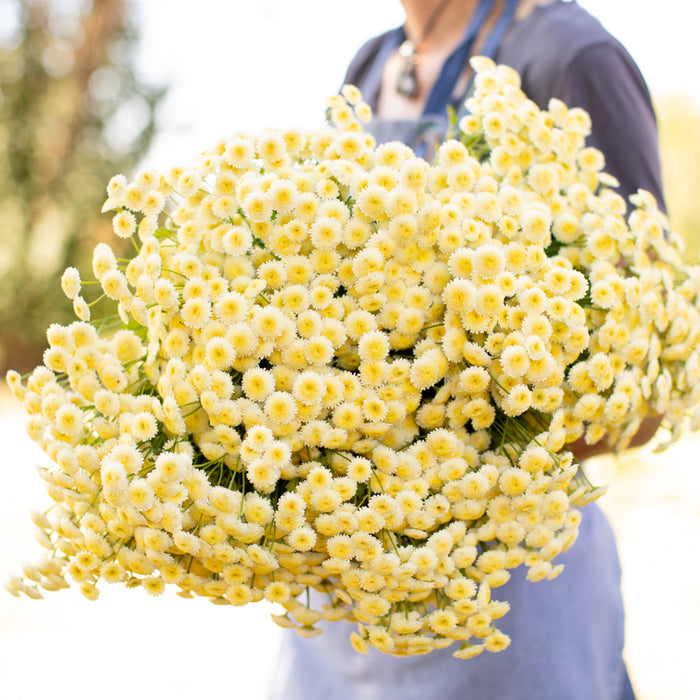 An armload of Feverfew Magic Lime Green
