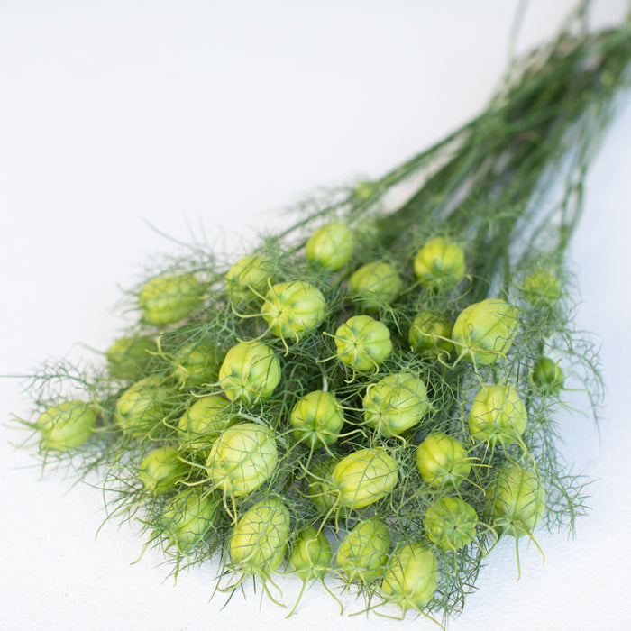 A bunch of Love-in-a-Mist Albion Green Pod