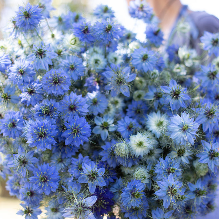 A close up of Love-in-a-Mist Miss Jekyll Dark Blue