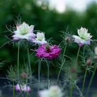 A close up of Love-in-a-Mist Miss Jekyll Rose