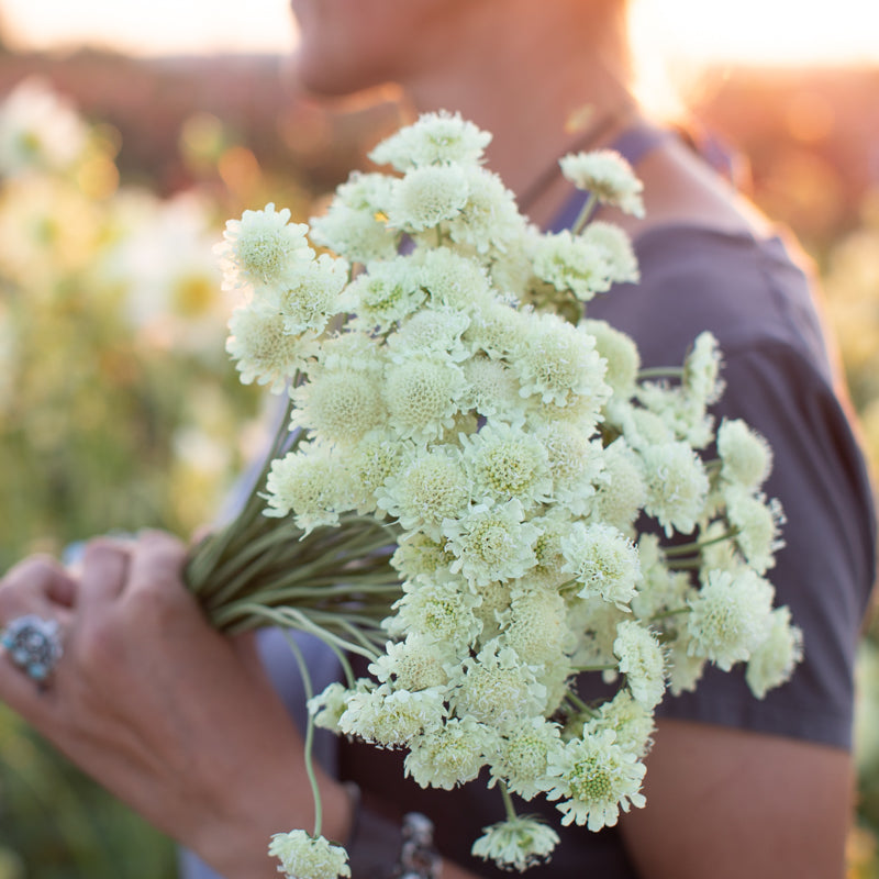 Pincushion Flower Ochroleuca Floret Flower Farm