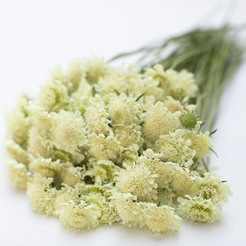 Pincushion Flower Ochroleuca Floret Flower Farm