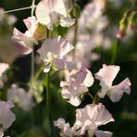 A close up of Sweet Pea Queen of Hearts