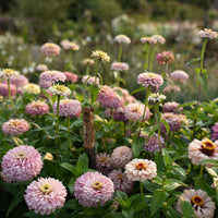 Zinnia Dawn Creek Blush growing in the field