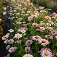 Zinnia Dawn Creek Blush growing in the field