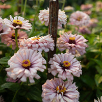 A close up of Zinnia Dawn Creek Blush