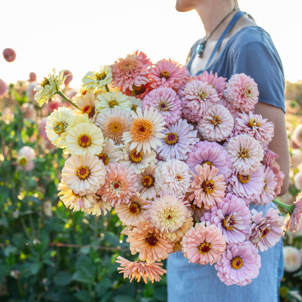 Zinnia Dawn Creek Pastels – Floret Flower Farm
