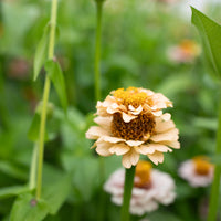 A close up of Zinnia Little Flower Girl