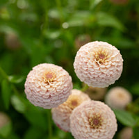 A close up of Zinnia Little Flower Girl