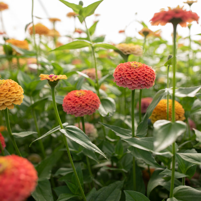 Zinnia Unicorn Mix growing in the field at Floret
