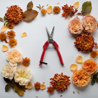 An overhead of Flower Snips surrounded by flower heads