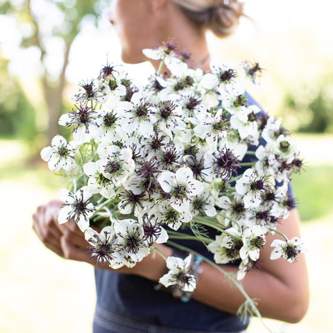 An armload of Love-in-a-Mist African Bride